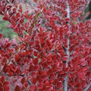 Berberis Ruby Star – Ghiveci 2L - Img 3