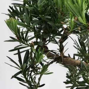 Bonsai Podocarpus - Aqua Flowers - Img 2