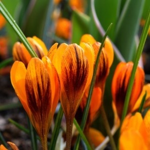 Branduse - Crocus - Orange Monarch Pachet 5 Bulbi - Img 2