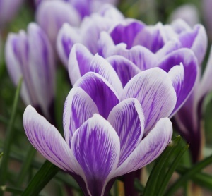 Branduse - Crocus - Pickwick Pachet 5 Bulbi - Img 2