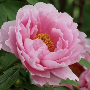 Bujor arbustiv Hana Kisoi - ghiveci 3L