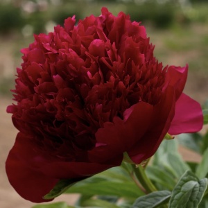 Bujor - Red Charm – Pachet 1 rădăcină - Aqua Flowers - Img 1