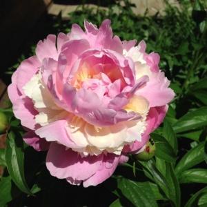 Bujor - Sorbet – Pachet 1 Rizom