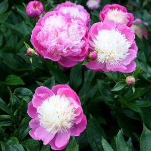 Bulb Bujor - Bowl of Beauty - Img 2