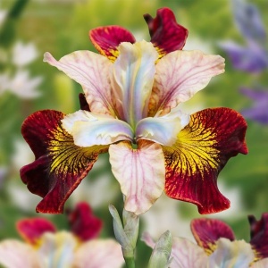 Bulb Iris sibirica – Red Golden Flame – Pachet: 1 bulb