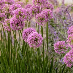 Bulbi Alium Pink Jewel – Pachet 5 Bulbi - Img 2