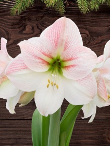 Bulbi Amaryllis - Apple blossom