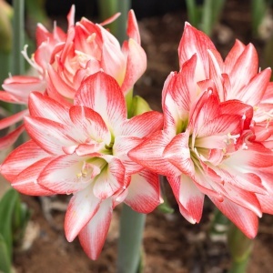 Bulbi Amaryllis Dublu - Double record - 1 bulb