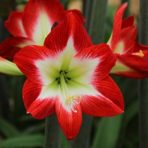 Bulbi Amaryllis - Treasure Chic - 1 bulb