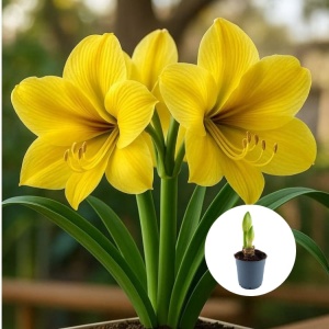 Bulbi Amaryllis Yellow Sorbet - Ghiveci