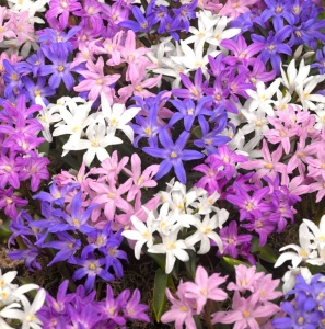 Bulbi Chionodoxa - Mix – 20 bulbi