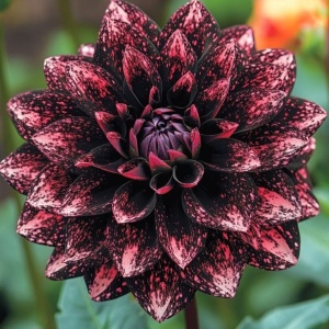 Bulbi Dalia Gigant Crimson Galaxy - 1 Bucată (Rădăcină)