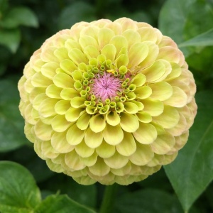 Bulbi Dalia Gigant Lime Spiral - 1 Bucată (Rădăcină)