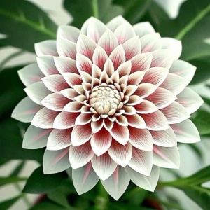 Bulbi Dalia Gigant - Lotus Whisper - 1 Bucată (Rădăcină)