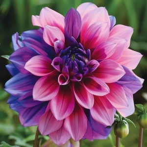 Bulbi Dalia Gigant Mystic Aurora - 1 Bucată (Rădăcină)