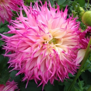 Bulbi Dalia Gigant Pink Fireworks - 1 Bucată (Rădăcină)