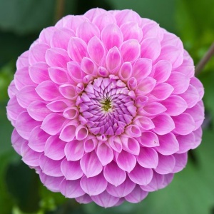 Bulbi Dalia Gigant Pink Symphony - 1 Bucată (Rădăcină)