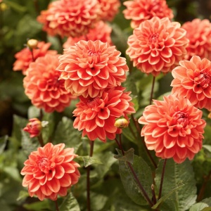 Bulbi Dalia - Orange Pitica - Pachet 1 bulb - Aqua Flowers - Img 2