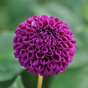 Bulbi Dalia - Rocco - Pachet 1 bulb - Aqua Flowers - Img 1