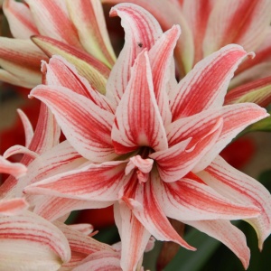 Bulbi de Amaryllis Cherry Nymph - Pachet 1 Bulb