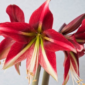 Bulbi de Amaryllis Firebird - Pachet 1 Bulb