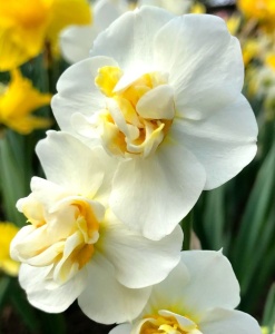 Bulbi de Narcise Duble White Blossom – Pachet 5 Bulbi