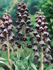 Bulbi Fritillaria - Persica - Aqua Flowers - Img 2