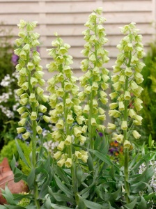 Bulbi Fritillaria - Persica Ivory Bells - 1 bulb - Img 2