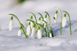 Bulbi Ghiocei - Galanthus Mount Everest – Pachet 5 Bulb - Aqua Flowers - Img 2