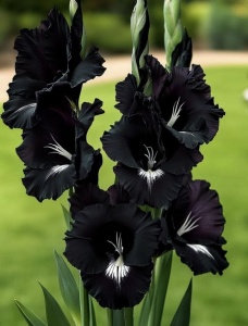Bulbi Gladiole - Black Velvet – Pachet 3 Bulbi