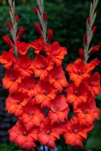 Bulbi Gladiole - Oscar – Pachet 3 Bulb - Aqua Flowers - Img 1