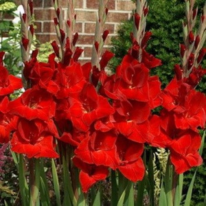 Bulbi Gladiole - Oscar – Pachet 3 Bulbi