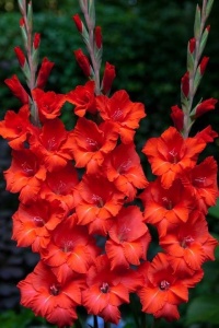Bulbi Gladiole - Oscar – Pachet 3 Bulb