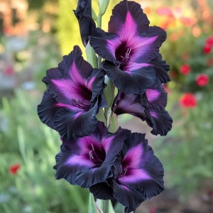 Bulbi Gladiole - Purple Eclipse – Pachet 5 Bulbi