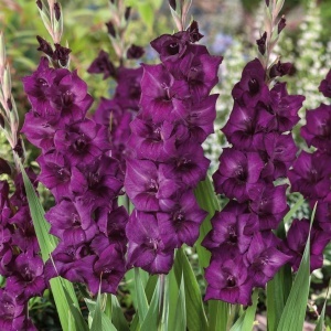 Bulbi Gladiole - Purple Midnight – Pachet 3 Bulbi