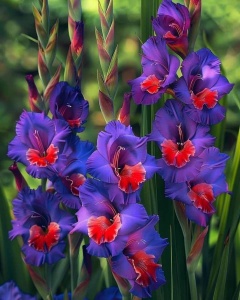 Bulbi Gladiole - Royal Violet – Pachet 3 Bulbi