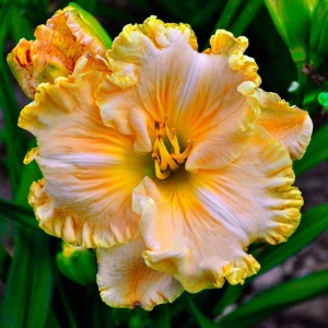 Bulbi Hemerocallis - Champagne Silk Glow – Pachet 1 Bulb