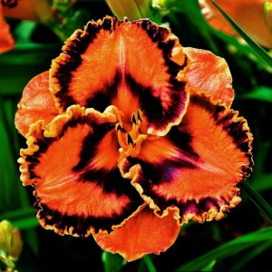Bulbi Hemerocallis - Ember Flame – Pachet 1 Bulb