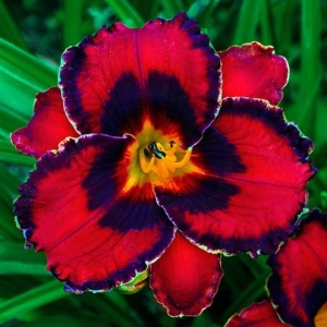 Bulbi Hemerocallis - Midnight Firestorm – Pachet 1 Bulb