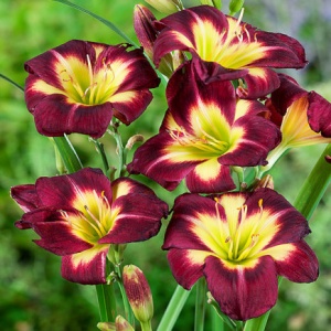 Bulbi Hemerocallis - Night Beacon – Pachet 1 Bulb - Img 2