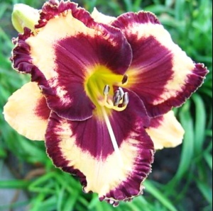 Bulbi Hemerocallis - Open My Eyes – Pachet 1 Bulb