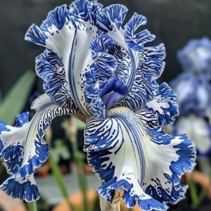 Bulbi Iris Germanica - Azure Veil – Pachet 1 Bulb