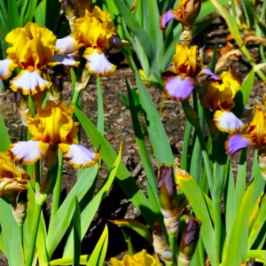 Bulbi Iris Germanica - Brown Lasso – Pachet 1 Bulb - Img 2