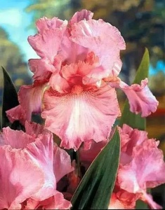 Bulbi Iris Germanica - Ski Pink – Pachet 1 Bulb - Aqua Flowers - Img 3