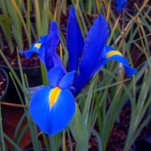 Bulbi Iris Hollandica - Pachet 5 Bulbi