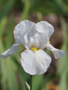 Bulbi Iris Hollandica - White/Yellow Pachet 5 Bulbi
