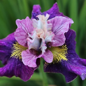 Bulbi Iris Sibirica - On Mulberry Street – Pachet 1 Bulb - Aqua Flowers - Img 2