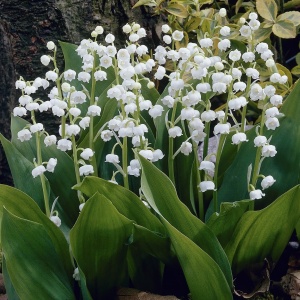 Bulbi Lacramioare - Lily of the Valley – Pachet 5 Bulb - Img 1
