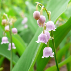 Bulbi Lacramioare Roz - Convallaria majalis ‘Rosea’ – Pachet 5 Bulb - Img 2