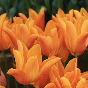 Bulbi Lalele Ballerina – Pachet 5 Bulbi - Img 3